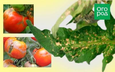 Стрик томатов: фото, описание, лечение - sadogorod.club - штат Флорида - Usa