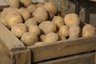 Как сохранить картошку после уборки урожая - sadogorod.club