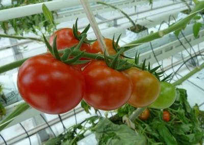 Почему помидоры в теплице имеют внутри белые жесткие прожилки и твердую сердцевину - sadogorod.club