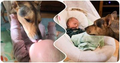 Младенец и собака подружились с первых дней встречи – и даже держатся за руки - mur.tv