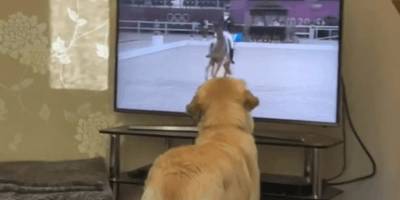 Новое вирусное видео: золотистый ретривер смотрит олимпийские соревнования по выездке - mur.tv - Токио