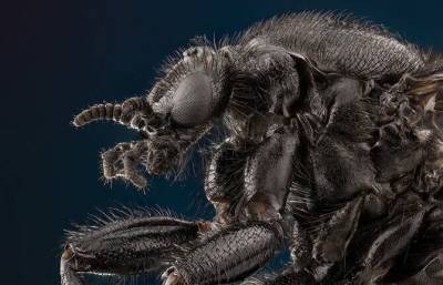 Гипнотизирующие макроснимки насекомых, которые позволяют взглянуть на них другими глазами - fokus-vnimaniya.com
