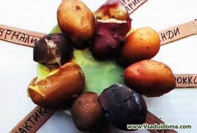 Обзор и отзывы агронома о сортах картофеля – от вкуса до урожайности - sadogorod.club
