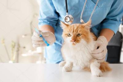 Правда и мифы о вакцинации кошек - polsov.com
