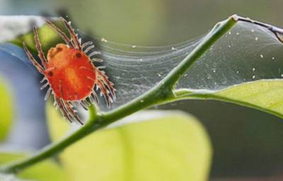 Как избавиться от паутинного клеща на растениях без химии - lifehelper.one