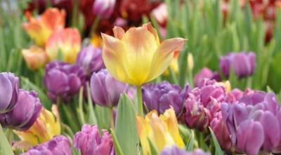 Август - самое время выбирать, какие сорта тюльпанов у вас будут цвести весной - sadogorod.club