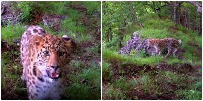 Дальневосточный леопард заметил фотоловушку и сделал селфи - mur.tv