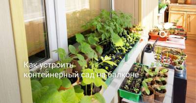 Как устроить контейнерный сад на балконе - sadogorod.club
