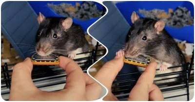 Очаровательный крыс играет на губной гармошке – и у него отлично получается - mur.tv - Голландия