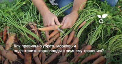 Как правильно убрать морковь и подготовить корнеплоды к зимнему хранению? - sadogorod.club