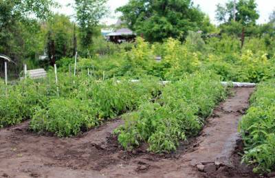 Как правильно организовать компостную яму: советы опытных огородников - sadogorod.club