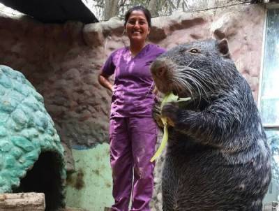 Пакарана: «Ужасная мышь» с зубами-мачете. Гигантский грызун весом в 15 кило, о котором мало что известно - porosenka.net - Боливия