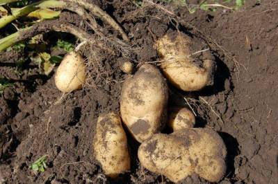 Сколько лет можно сажать картошку на одном месте: о чем забывают огородники - sadogorod.club