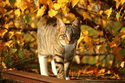 Осенняя прохлада и ваша кошка: о чем следует помнить - mur.tv - Россия