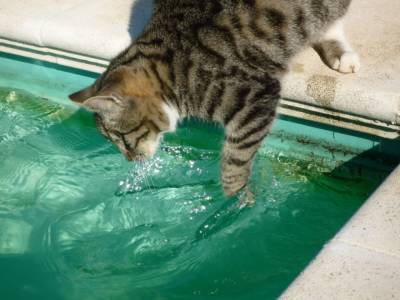 5 пород кошек, которые с удовольствием плавают - mur.tv