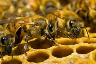 Как и зачем пчёлы делают мёд - mur.tv