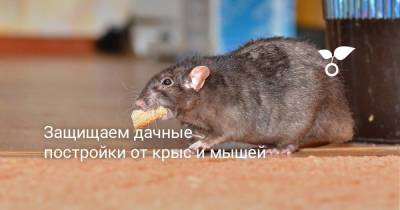 Защищаем дачные постройки от крыс и мышей - sadogorod.club