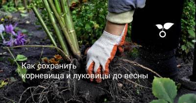 Как сохранить корневища и луковицы до весны - sadogorod.club