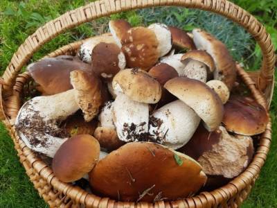 ​Хитрость сбора грибов вёдрами (включая червивые) - polsov.com