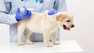 Первые прививки щенкам - в каком возрасте делать, от каких заболеваний, правила вакцинации - polsov.com