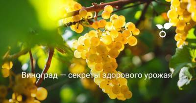 Виноград — секреты здорового урожая - sadogorod.club - Виноград