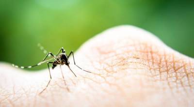 ​Как спасаться от назойливых комаров, которые портят загородный отдых - lifehelper.one