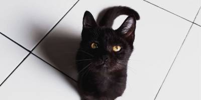 Почему кошки любят очерченные квадраты? - mur.tv