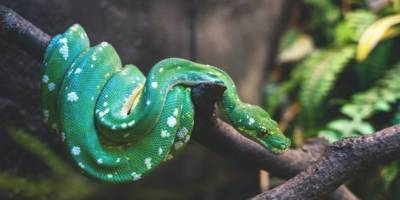 12 популярных мифов о змеях, верить в которые уже просто стыдно - fokus-vnimaniya.com