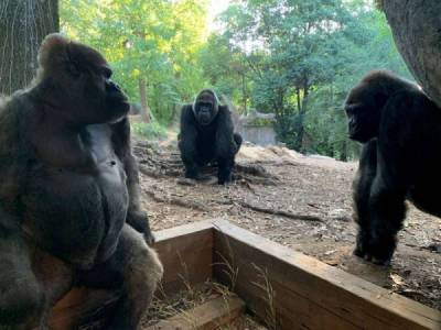 13 горилл заразились коронавирусом в американском зоопарке - porosenka.net - штат Айова - штат Джорджия