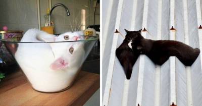 19 забавных фотографий котов, которые обладают всеми свойствами жидкости - mur.tv