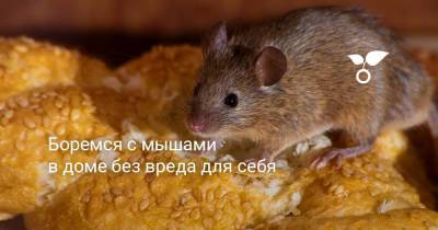 Боремся с мышами в доме без вреда для себя - sadogorod.club