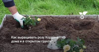 Как выращивать розу Кордана дома и в открытом грунте? - sadogorod.club