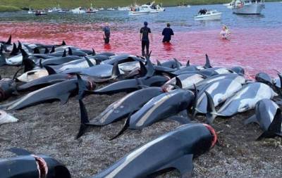 Кровавая бойня ради забавы: на Фарерах убили полторы тысячи дельфинов (ФОТО) - hochu.ua - Фарерские Острова