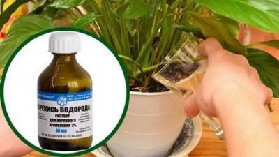 Недорогое аптечное средство с полезными свойствами для домашних растений - lifehelper.one