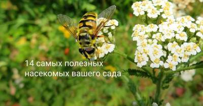 14 самых полезных насекомых вашего сада - sadogorod.club