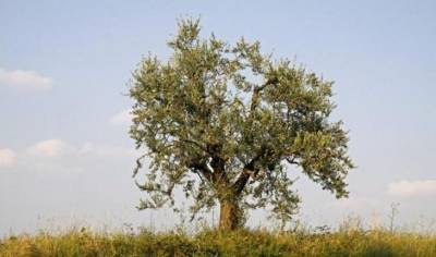 Деревья, возраст которых превысил 2 000 лет - fokus-vnimaniya.com - штат Калифорния - Чили - Португалия