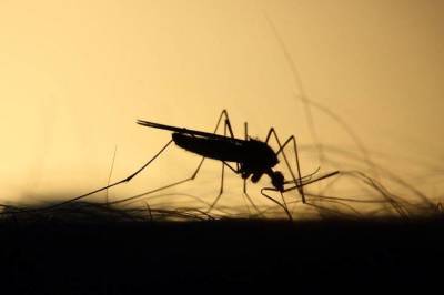 Что сажать в огороде, чтобы не было комаров: совет огородника - sadogorod.club