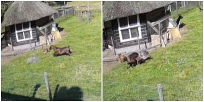 Петух и козёл отбили курицу у ястреба - mur.tv - Голландия