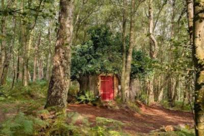 Disney построил настощий дом Винни-Пуха в английском лесу и в нем есть особые правила (3 фото) - porosenka.net
