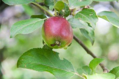 Что положить в лунку при посадке яблони осенью: урожай будет гарантирован - sadogorod.club
