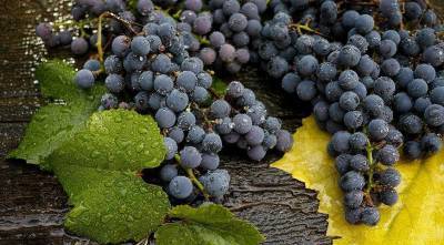 Как правильно поливать и подкармливать виноград с мая по октябрь - sadogorod.club