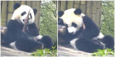 Панда уснула, обняв угощение - mur.tv - Китай