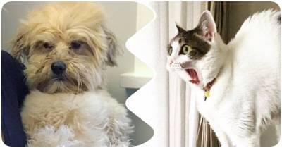 14 котиков и собачек, эмоции которых там напоминают наши - mur.tv