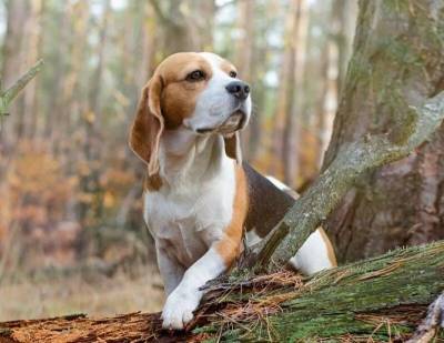 Зачем охотничьим собакам длинные уши - mur.tv