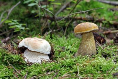 Вкусный или опасный? Ядовитые трубчатые грибы, которые растут у нас - sadogorod.club