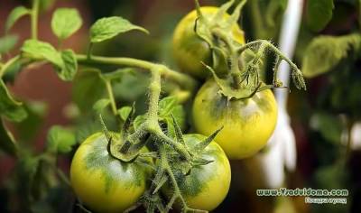 Выращивание томатов в жару – высадка рассада и уход за ней - sadogorod.club