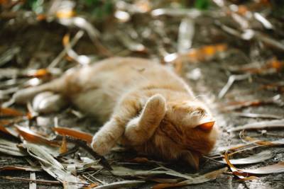 Какими болезнями кошки обычно болеют осенью? - mur.tv