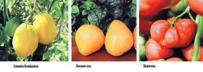 18 лучших сортов томатов с описанием - sadogorod.club - Киев