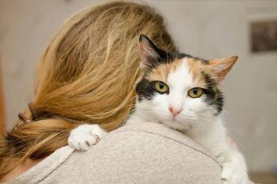 Почему кошки «выбирают» в хозяева одного члена семьи? - mur.tv