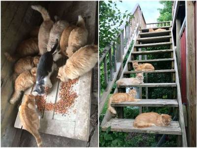 Пара купила новый дом, и обнаружила там 15 котов - mur.tv - Сша
